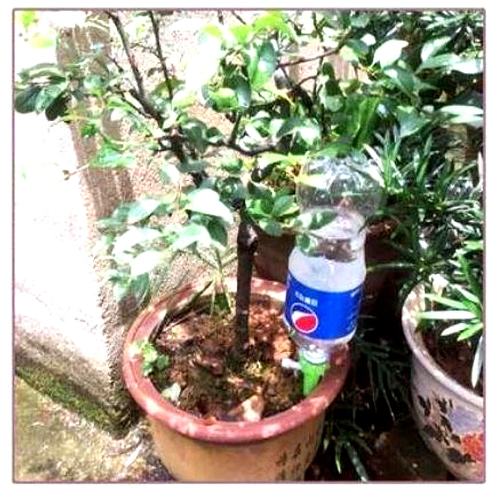 Picos de riego automático para plantas (paquete de 12) – Ayuda de riego con flujo ajustable