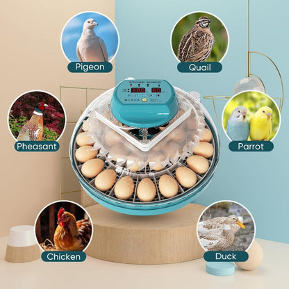 Incubadora de 15 Huevos con Control Automático de Humedad